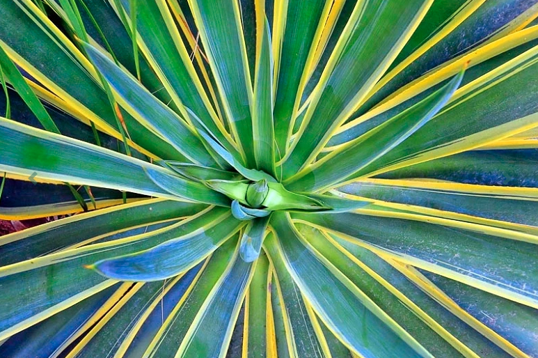 Agave desmetiana 'Variegata', Variegated Smooth Agave, Agave regeliana, Agave miradorensis, Agave desmettiana, Variegated Dwarf Agave