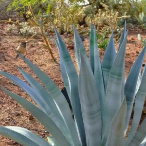 Agave franzosinii, Majestic Agave, Agave beauleriana, Large Agave, Succulent, drought tolerant plant