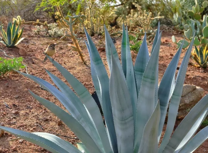 Agave franzosinii, Majestic Agave, Agave beauleriana, Large Agave, Succulent, drought tolerant plant