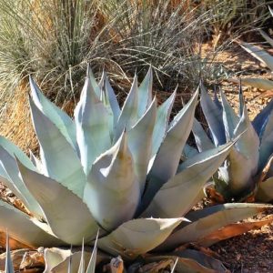Agave havardiana, Harvard Agave, Harvard Century Plant, Blue agave, Gray Agave, Drought tolerant plant, Cold hardy agave, Hardy agave
