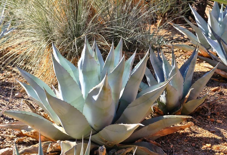 Agave havardiana, Harvard Agave, Harvard Century Plant, Blue agave, Gray Agave, Drought tolerant plant, Cold hardy agave, Hardy agave