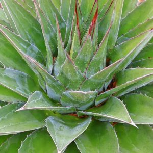 Agave montana, Mountain Agave, Green Agave, Drought tolerant plant, Hardy Agave, Cold hardy agave