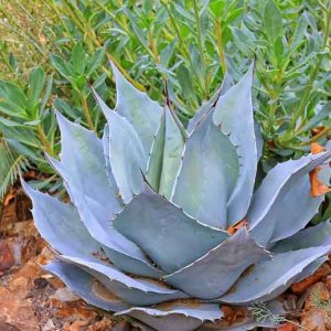 Agave ovatifolia 'Frosty Blue', Whale's Tongue Agave 'Frosty Blue', Whale's Tongue Century Plant 'Frosty Blue', Blue agave, Gray Agave, Drought tolerant plant, Cold hardy agave, Hardy agave