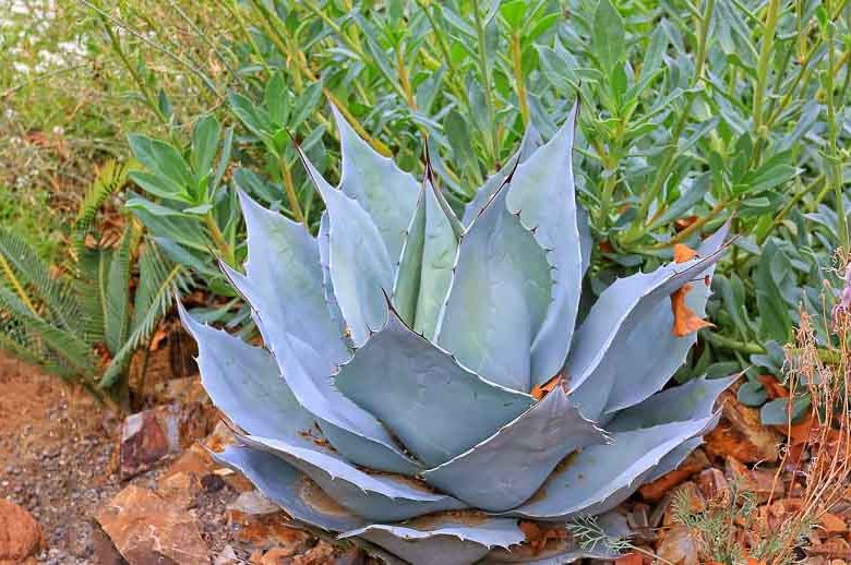 Agave ovatifolia 'Frosty Blue', Whale's Tongue Agave 'Frosty Blue', Whale's Tongue Century Plant 'Frosty Blue', Blue agave, Gray Agave, Drought tolerant plant, Cold hardy agave, Hardy agave