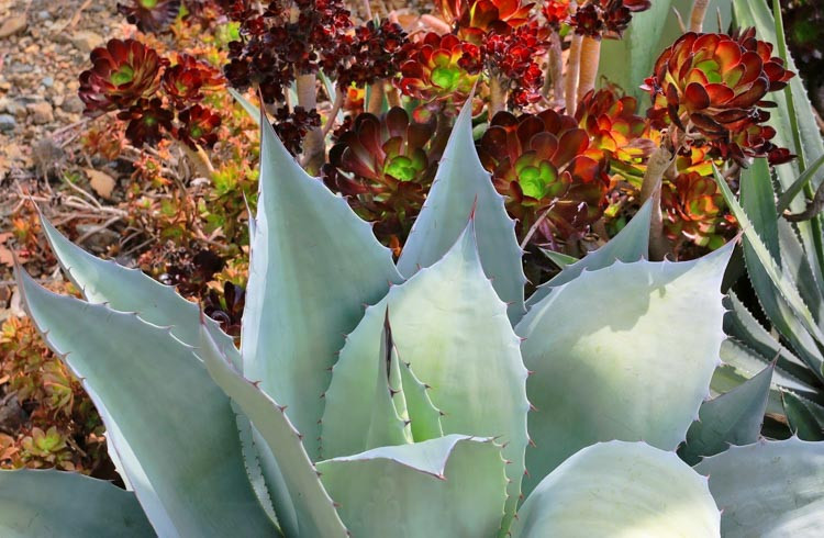 Agave ovatifolia, Whale's Tongue Agave, Whale's Tongue Century Plant, Blue agave, Gray Agave, Drought tolerant plant, Cold hardy agave, Hardy agave