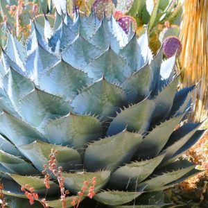 Agave parrasana, Cabbage Head Agave, Cabbage Head Century Plant, succulent, drought tolerant plant