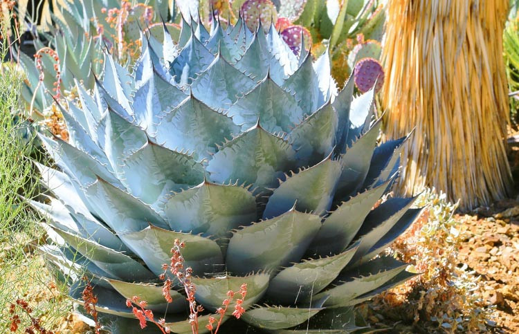 Agave parrasana, Cabbage Head Agave, Cabbage Head Century Plant, succulent, drought tolerant plant