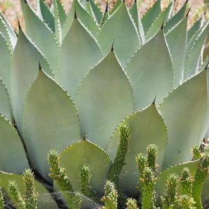 Agave parryi, Artichoke Agave,Parry's Century Plant
