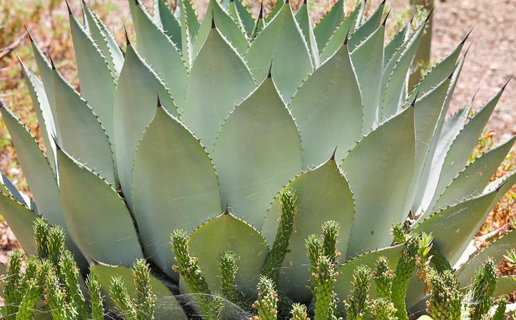 Agave parryi, Artichoke Agave,Parry's Century Plant