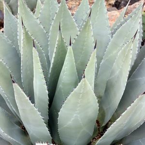 Agave parryi var. huachucensis, Artichoke Agave,Parry's Century Plant, blue Agave, Gray Agave, Drought tolerant plant