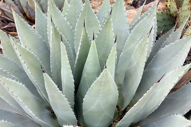 Agave parryi var. huachucensis, Artichoke Agave,Parry's Century Plant, blue Agave, Gray Agave, Drought tolerant plant