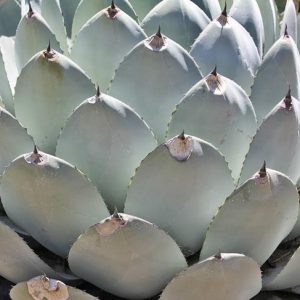 Agave parryi var. truncata, Artichoke Agave,Parry's Century Plant, blue Agave, Gray Agave, Drought tolerant plant