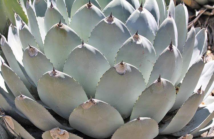 Agave parryi var. truncata, Artichoke Agave,Parry's Century Plant, blue Agave, Gray Agave, Drought tolerant plant