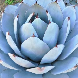 Agave parryi var. truncata Huntington, Huntington Artichoke Agave , Huntington Parry's Century Plant, blue Agave, Gray Agave, Drought tolerant plant