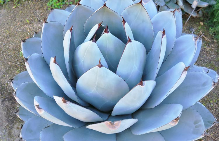 Agave parryi var. truncata Huntington, Huntington Artichoke Agave , Huntington Parry's Century Plant, blue Agave, Gray Agave, Drought tolerant plant