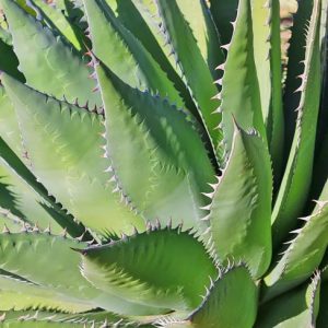 Agave shawii,Shaw's Agave, Century Plant Shaw's Agave, Coastal Agave, Gray Agave, Drought tolerant plant