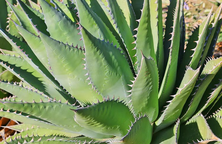 Agave shawii,Shaw's Agave, Century Plant Shaw's Agave, Coastal Agave, Gray Agave, Drought tolerant plant