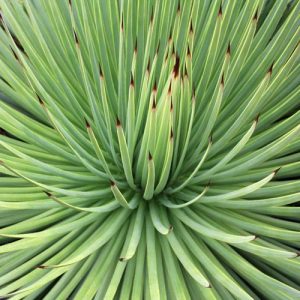 Agave striata, Narrow Leaf Century Plant, Agave echinoides, Agave ensiformis, Agave hystrix, Agave recurva, Agave richardsii, Green Agave, Drought tolerant plant, Hardy Agave, Cold hardy agave