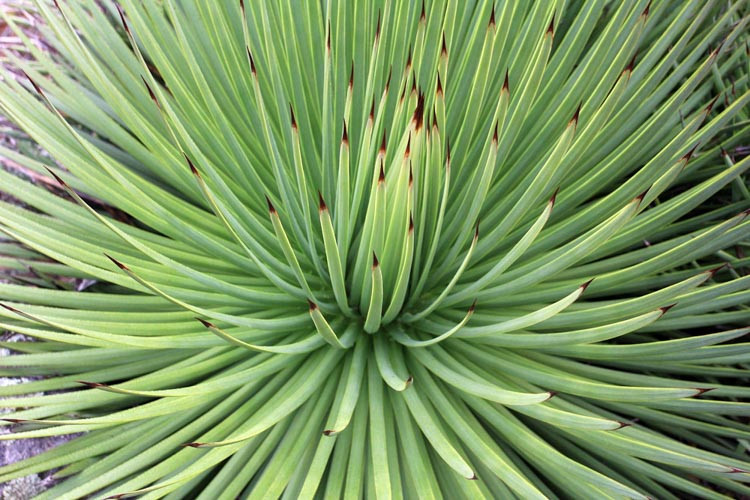 Agave striata, Narrow Leaf Century Plant, Agave echinoides, Agave ensiformis, Agave hystrix, Agave recurva, Agave richardsii, Green Agave, Drought tolerant plant, Hardy Agave, Cold hardy agave