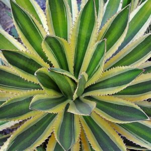 Agave univittata 'Quadricolor', Agave lophantha 'Quadricolor', 'Quadricolor' Agave, Variegated Agave, Small Agave, Quadricolor Century Plant