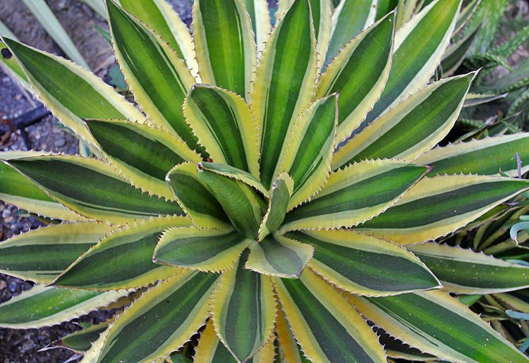 Agave univittata 'Quadricolor', Agave lophantha 'Quadricolor', 'Quadricolor' Agave, Variegated Agave, Small Agave, Quadricolor Century Plant