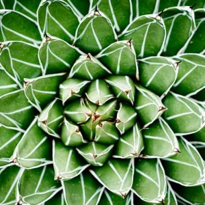 Agave victoriae-reginae,Queen Victoria Century Plant, Royal Agave, Agave Ferdinandi-Regis, Agave scabra × victoriae-reginae, Agave victoriae-reginae f. longifolia, Agave victoriae-reginae f. longispina, Agave victoriae-reginae var. nickelsiae