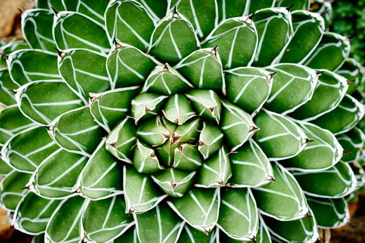 Agave victoriae-reginae,Queen Victoria Century Plant, Royal Agave, Agave Ferdinandi-Regis, Agave scabra × victoriae-reginae, Agave victoriae-reginae f. longifolia, Agave victoriae-reginae f. longispina, Agave victoriae-reginae var. nickelsiae