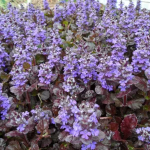 Ajuga Reptans 'Black Scallop', Bugle 'Black Scallop', Carpet Bugle 'Black Scallop', Ajuga 'Black Scallop', Bugleweed 'Black Scallop', Carpetweed 'Black Scallop'