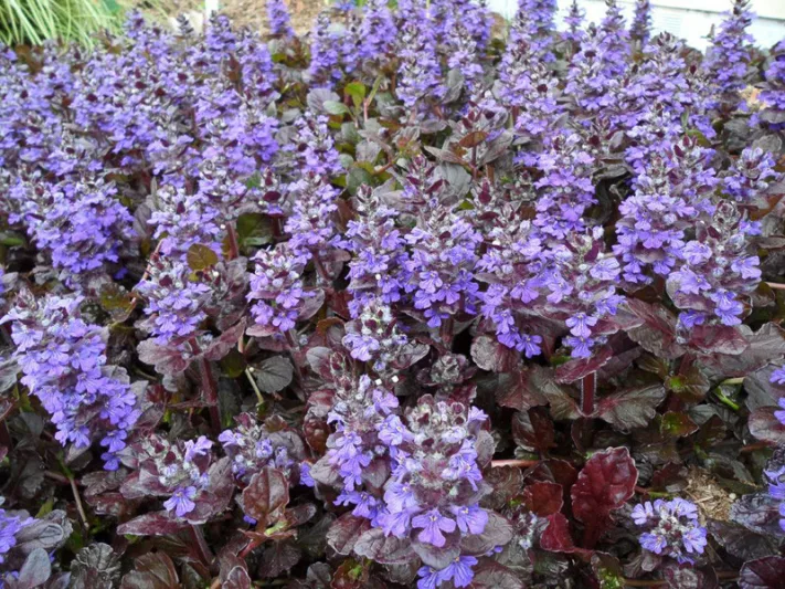 Ajuga Reptans 'Black Scallop', Bugle 'Black Scallop', Carpet Bugle 'Black Scallop', Ajuga 'Black Scallop', Bugleweed 'Black Scallop', Carpetweed 'Black Scallop'