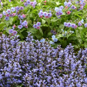 Ajuga Reptans 'Catlin's Giant', Bugle 'Catlin's Giant', Carpet Bugle 'Catlin's Giant', Ajuga reptans 'Macrophylla', Ajuga 'Catlins Giant', Bugleweed 'Catlin's Giant', Carpetweed 'Catlin's Giant'