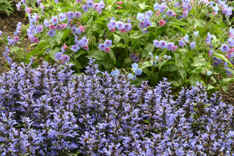 Ajuga Reptans 'Catlin's Giant', Bugle 'Catlin's Giant', Carpet Bugle 'Catlin's Giant', Ajuga reptans 'Macrophylla', Ajuga 'Catlins Giant', Bugleweed 'Catlin's Giant', Carpetweed 'Catlin's Giant'