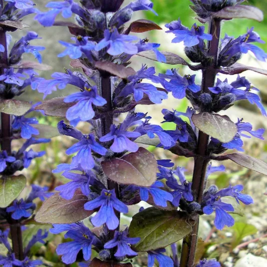 Ajuga Reptans 'Bronze Beauty', Bugle 'Bronze Beauty', Carpet Bugle 'Bronze Beauty', Ajuga 'Bronze Beauty', Bugleweed 'Bronze Beauty', Carpetweed 'Bronze Beauty'