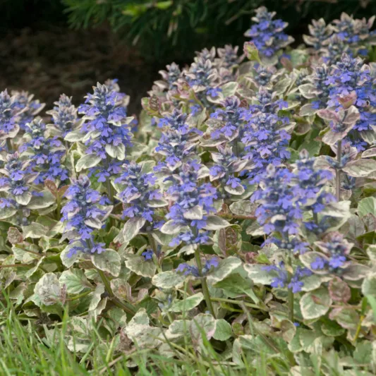 Ajuga Reptans 'Burgundy Glow', Bugle 'Burgundy Glow', Carpet Bugle 'Burgundy Glow', Ajuga 'Burgundy Glow', Bugleweed 'Burgundy Glow', Carpetweed 'Burgundy Glow'