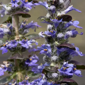 Ajuga Reptans 'Catlin's Giant', Bugle 'Catlin's Giant', Carpet Bugle 'Catlin's Giant', Ajuga reptans 'Macrophylla', Ajuga 'Catlins Giant', Bugleweed 'Catlin's Giant', Carpetweed 'Catlin's Giant'