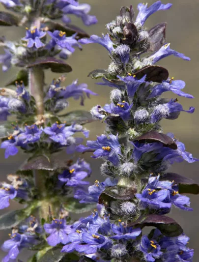 Ajuga Reptans 'Catlin's Giant', Bugle 'Catlin's Giant', Carpet Bugle 'Catlin's Giant', Ajuga reptans 'Macrophylla', Ajuga 'Catlins Giant', Bugleweed 'Catlin's Giant', Carpetweed 'Catlin's Giant'
