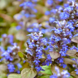 Ajuga Reptans 'Chocolate Chip', Bugle 'Chocolate Chip', Carpet Bugle 'Chocolate Chip', Ajuga 'Chocolate Chip', Bugleweed 'Chocolate Chip', Carpetweed 'Chocolate Chip', Ajuga reptans 'Valfredda'