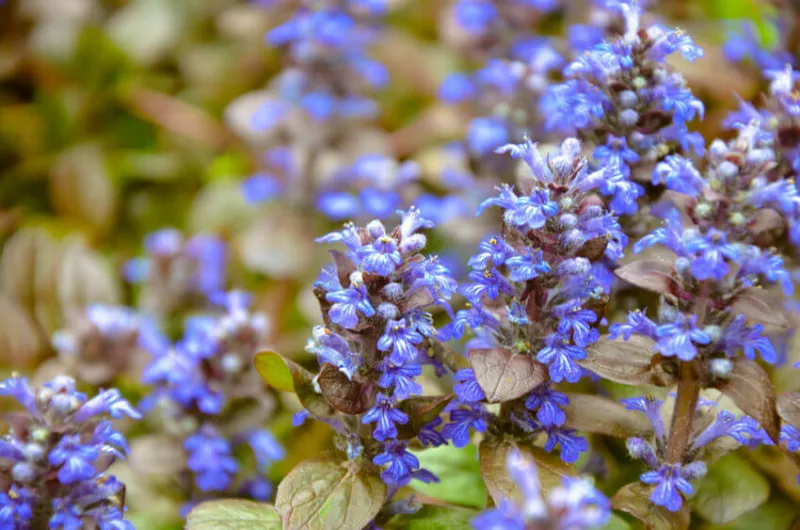 Ajuga Reptans 'Chocolate Chip', Bugle 'Chocolate Chip', Carpet Bugle 'Chocolate Chip', Ajuga 'Chocolate Chip', Bugleweed 'Chocolate Chip', Carpetweed 'Chocolate Chip', Ajuga reptans 'Valfredda'