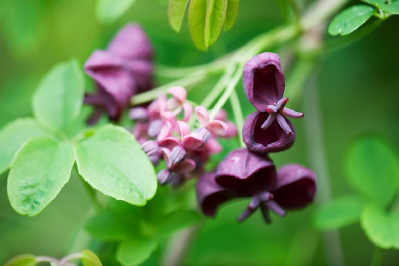 Akebia quinata, Chocolate Vine, Five-Leaf Akebia, Raisin Vine, Fragrant shrub, Fragrant Vine, Red flowers