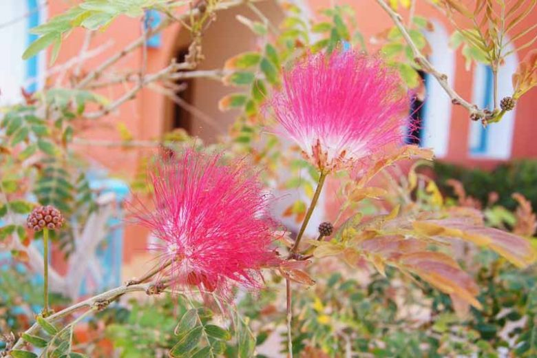 Albizia julibrissin f. rosea, Albizia julibrissin, Silk Tree, Pink Silk Tree, Mimosa, Albizia julibrissin 'Rosea', deciduous shrub, pink flowers, fragrant shrub