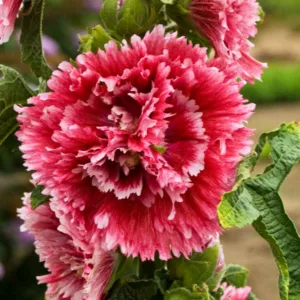Alcea rosea 'Fiesta Time', Hollyhock 'Fiesta Time', Tall Perennial, Bicolor flowers, Bicolor Alcea, Bicolor Hollylock, Double Alcea, Pink Flowers, Pink Alcea, Pink Hollyhock