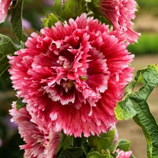 Alcea rosea 'Fiesta Time', Hollyhock 'Fiesta Time', Tall Perennial, Bicolor flowers, Bicolor Alcea, Bicolor Hollylock, Double Alcea, Pink Flowers, Pink Alcea, Pink Hollyhock
