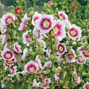 Alcea rosea 'Halo Blush', Hollyhock 'Halo Blush', Tall Perennial, Bicolor flowers, Bicolor Alcea, Bicolor Hollylock, Halo series, Pink Flowers, Pink Alcea, Pink Hollyhock