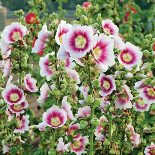 Alcea rosea 'Halo Blush', Hollyhock 'Halo Blush', Tall Perennial, Bicolor flowers, Bicolor Alcea, Bicolor Hollylock, Halo series, Pink Flowers, Pink Alcea, Pink Hollyhock