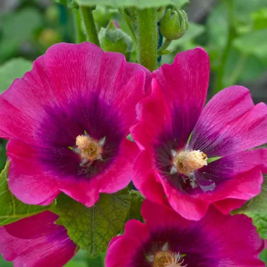 Alcea rosea 'Halo Cerise', Hollyhock 'Halo Cerise', Tall Perennial, Bicolor flowers, Bicolor Alcea, Bicolor Hollylock, Halo series, Pink Flowers, Pink Alcea, Pink Hollyhock
