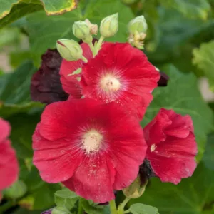 Alcea rosea 'Mars Magic',Hollyhock 'Mars Magic', Tall Perennial, Red flowers, Red Alcea, Red Hollylock