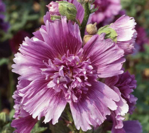 Alcea rosea 'Queeny Purple', Hollyhock 'Queeny Purple', Tall Perennial, Purple flowers, Purple Alcea, Purple Hollylock, Double Alcea