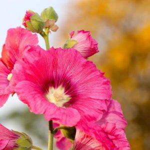Alcea rosea 'Radiant Rose',Hollyhock 'Radiant Rose', Tall Perennial, Red flowers, Red Alcea, Red Hollylock, Pink flowers, Pink Alcea, Pink Hollylock