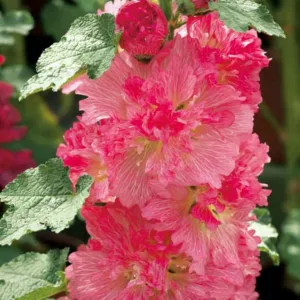 Alcea rosea 'Spring Celebrities Carmine Rose', Hollyhock 'Spring Celebrities Carmine Rose', Tall Perennial, Red flowers, Red Alcea, Red Hollylock, Double Alcea, Pink Flowers, Pink Alcea, Pink Hollyhock