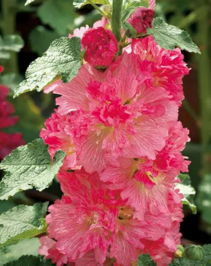 Alcea rosea 'Spring Celebrities Carmine Rose', Hollyhock 'Spring Celebrities Carmine Rose', Tall Perennial, Red flowers, Red Alcea, Red Hollylock, Double Alcea, Pink Flowers, Pink Alcea, Pink Hollyhock