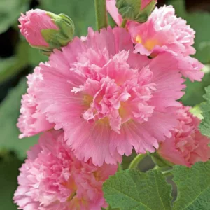 Alcea rosea 'Spring Celebrities Pink', Hollyhock 'Spring Celebrities Pink', Tall Perennial, Pink flowers, Pink Alcea, Pink Hollylock, Double Alcea